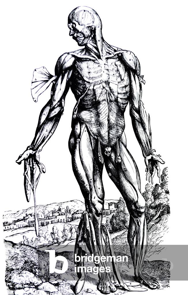 "Die Teller aus dem Zweiten Buch des De Humani Corporis Fabrica" 1754 von Andreas Vesalius, b/w
