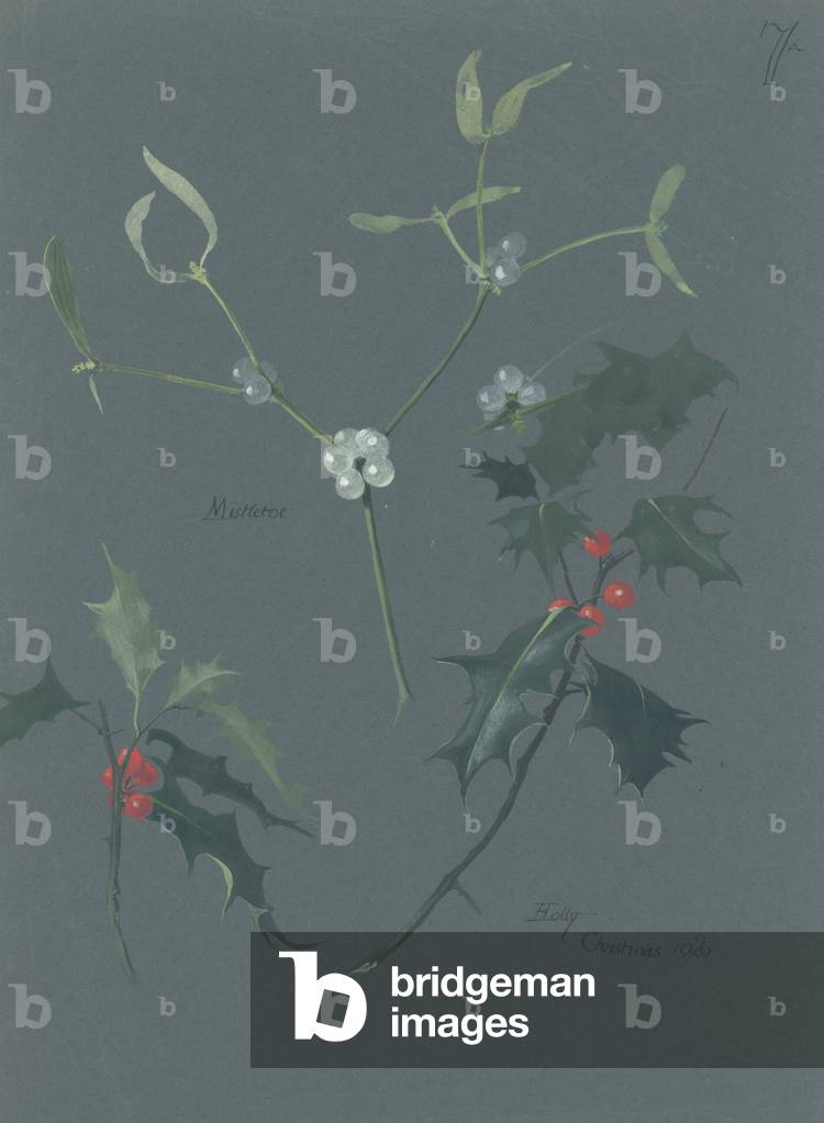 Viscum album, Mistel & Ilex sp., Stechpalme, aus 'Aquarell und Bleistiftzeichnungen von Vögel, Säugetieren und