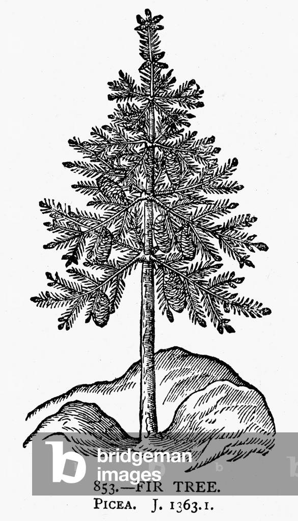 Image of Tannenbaum, 1633 Picea. Holzschnitt, Englisch.