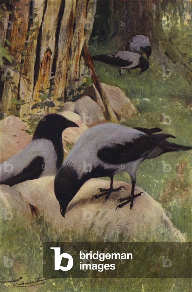 "Kapuzenkrähe (Farbe Litho)" von Wilhelm Kuhnert