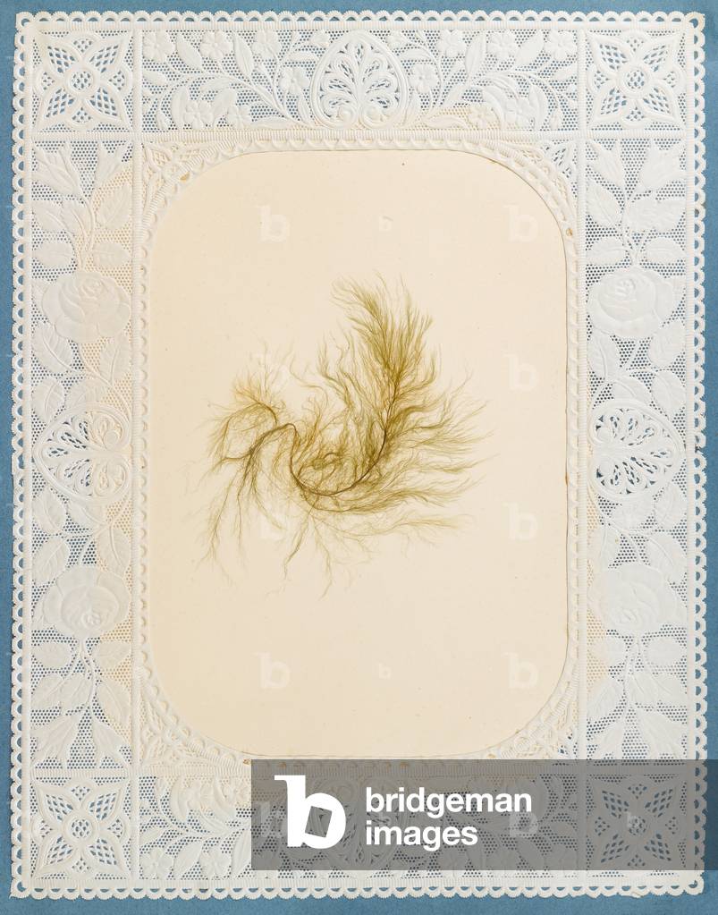 Image of Seaweeds, 1848 (construction paper, seaweed, algae, doilies