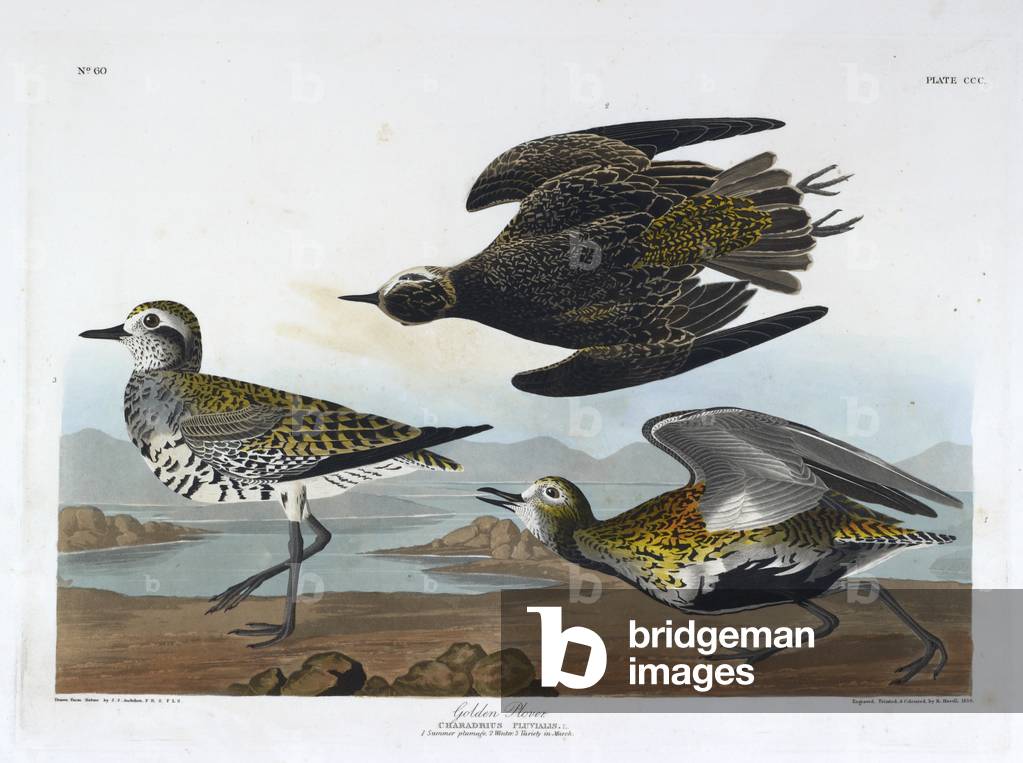Tre uccelli. Illustrazione a colori di Audubon; Golden Plover.