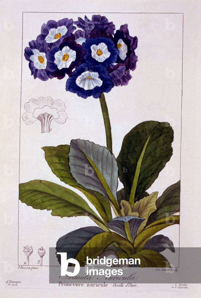 Primula auricula, 1836 (handkolorierte Gravur)