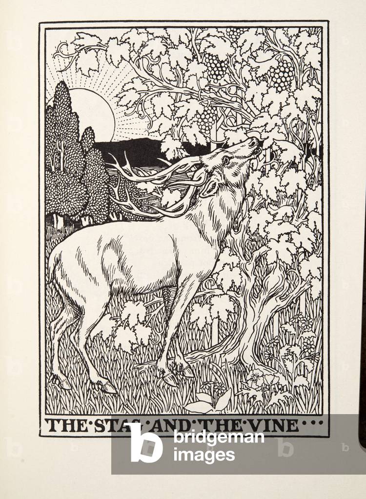 Il Cervo e la Vite, da Fontaine Favole, pub. 1905 (incisione)