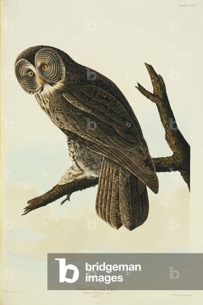 "Strix nebulosa" 1827 von John James Audubon