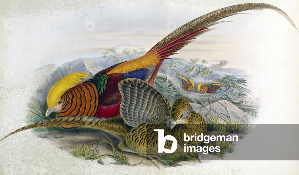 Goldener Fasan (Lithographie)