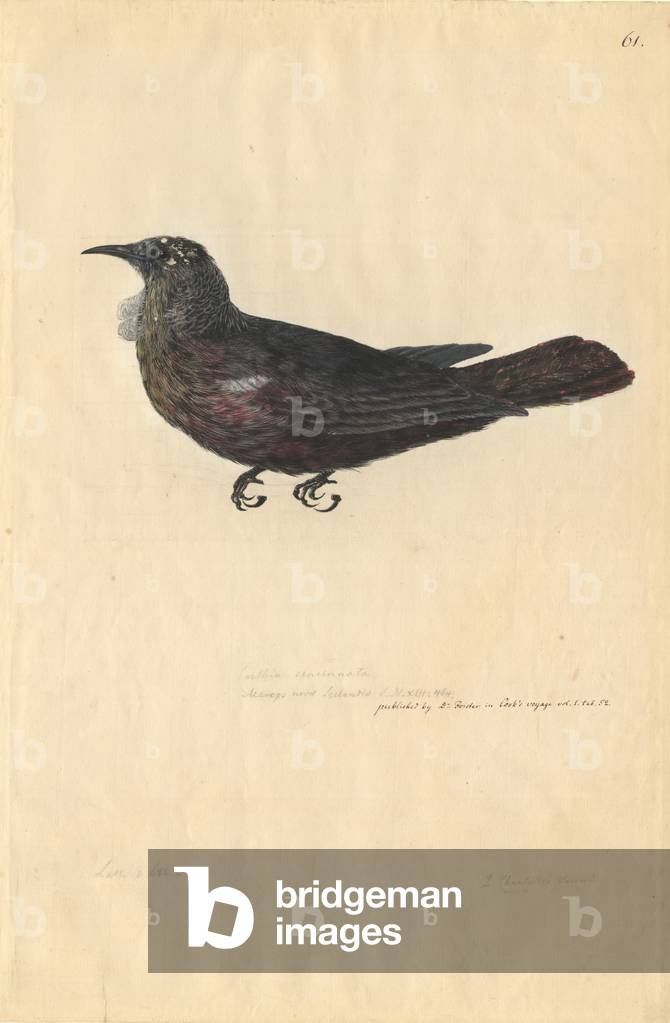 Immagine di Disegno "Prosthemadera noveseelandiae" di Georg Forster, b/w