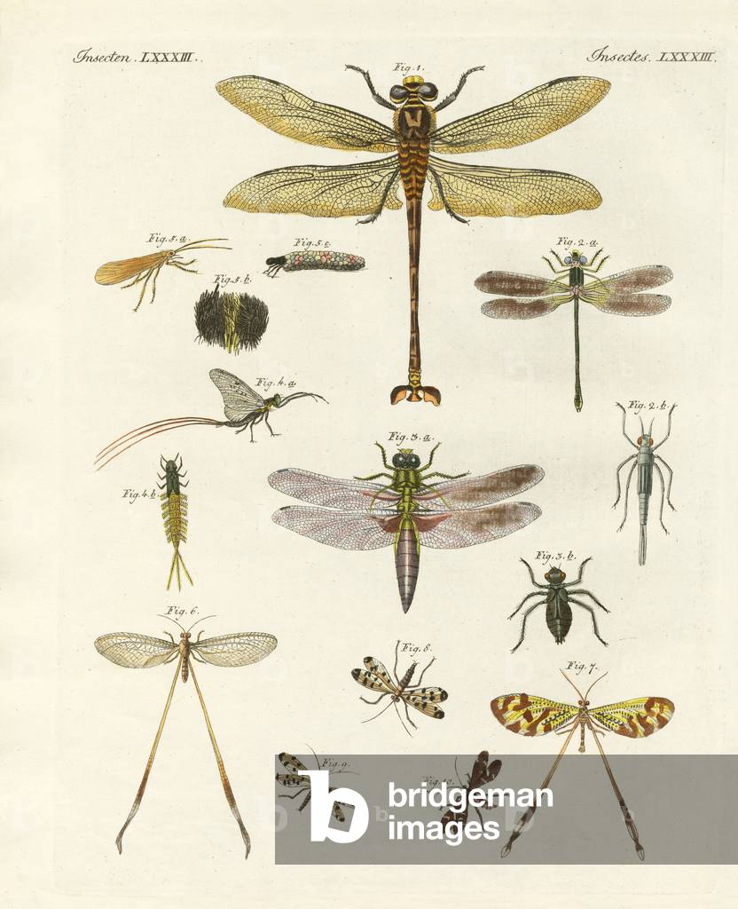 Image of Engraving depicting Strange insects (coloured engraving) by German Artist, b/w