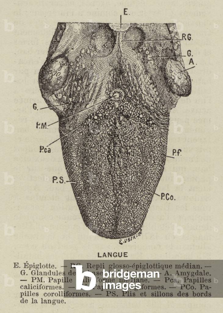 Langue (engraving) by French Artist