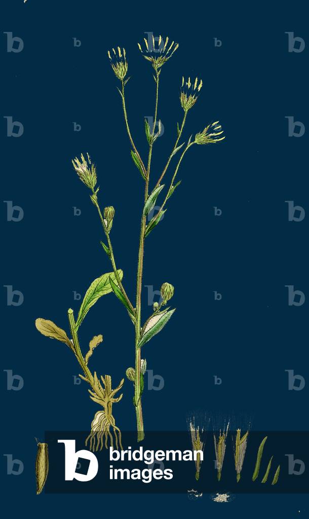 Datura Stramonium; Melo spinoso comune