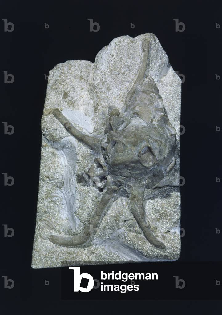 Image de Autres représentant Harpagodes wrightii