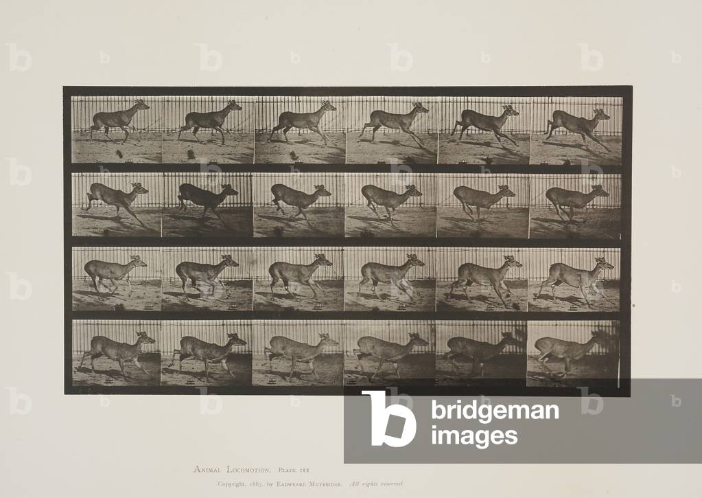 Bild von Fotografie "Teller 683 von Animal Locomotion", 1887 von Eadweard Muybridge, b/w