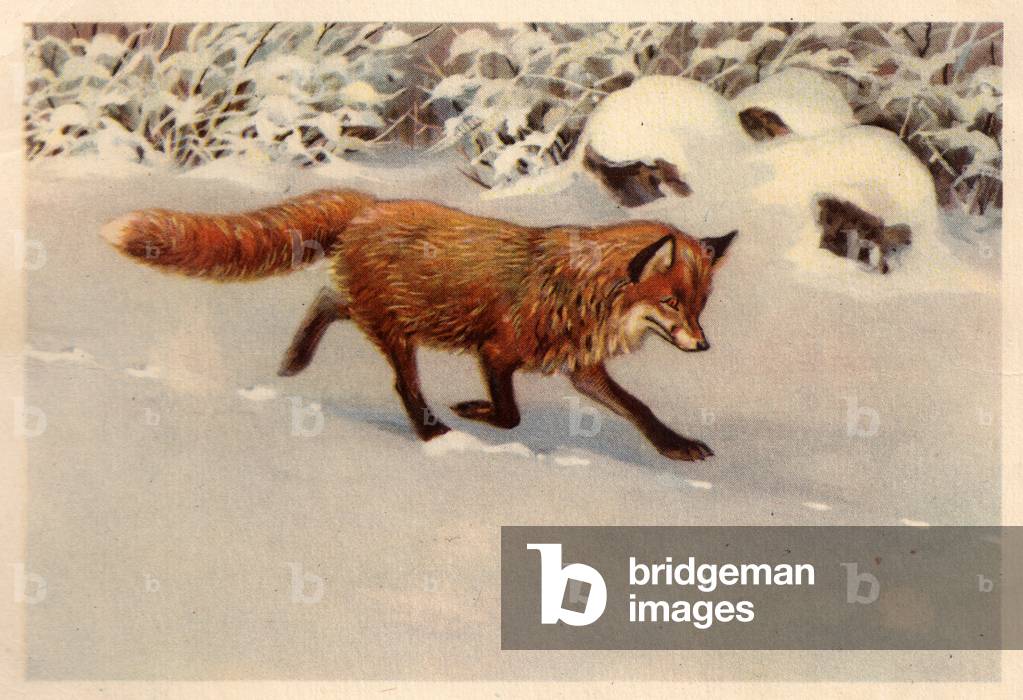Fox, 1954 (litho)