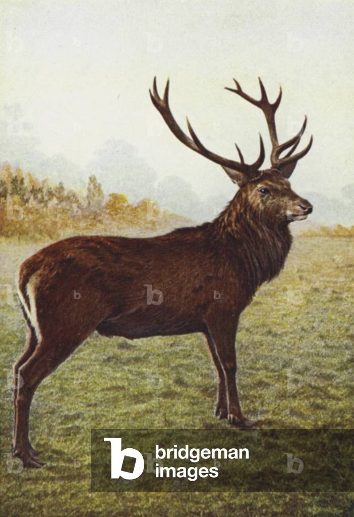 Image of Photography depicting Red Deer Stag by W. J.(fl.1910-40) Stokoe