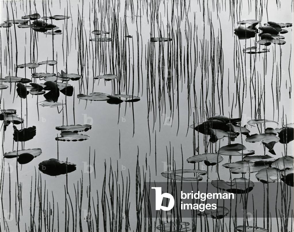 Reeds and Lily Pads, Alaska, 1977 (silver gelatin print)