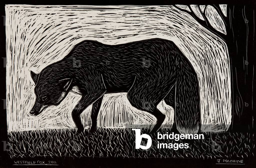 Westfield Fox, 2012 (scraperboard)