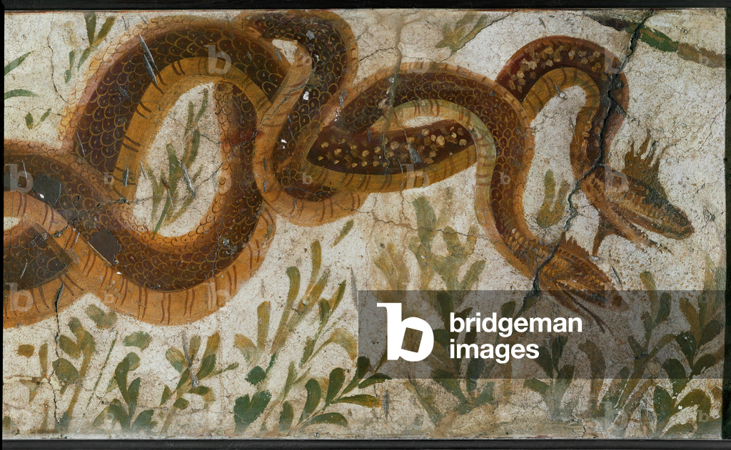 Zwei Schlangen