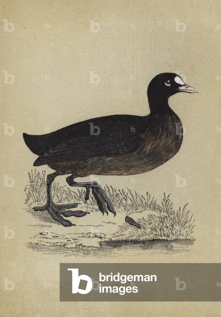 Coot (colour litho) by English Artist