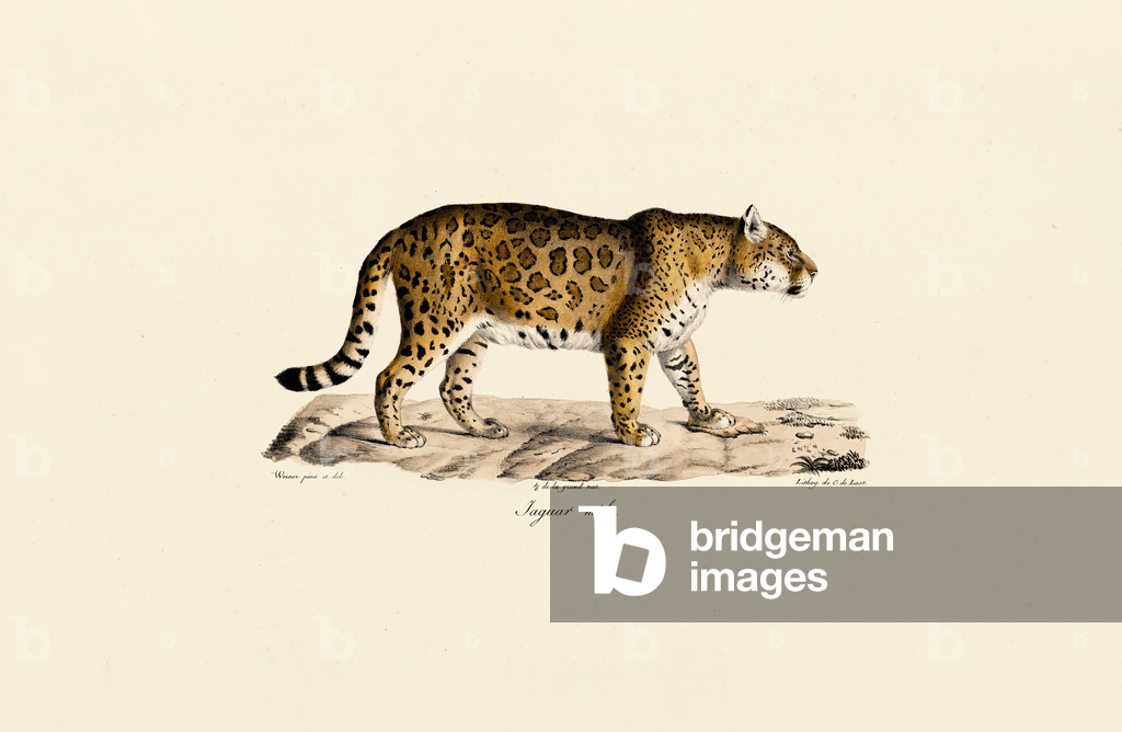 Image of Print depicting Jaguar (Male) in Side View by Jacques Christophe Werner