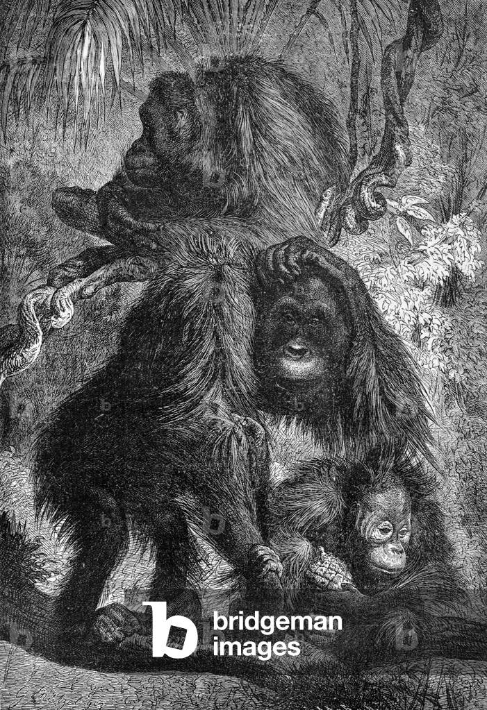 Orang Utan, 1877 (Gravur)