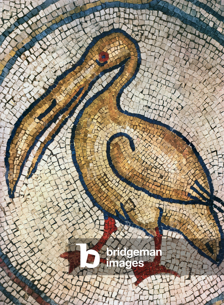 A pelican