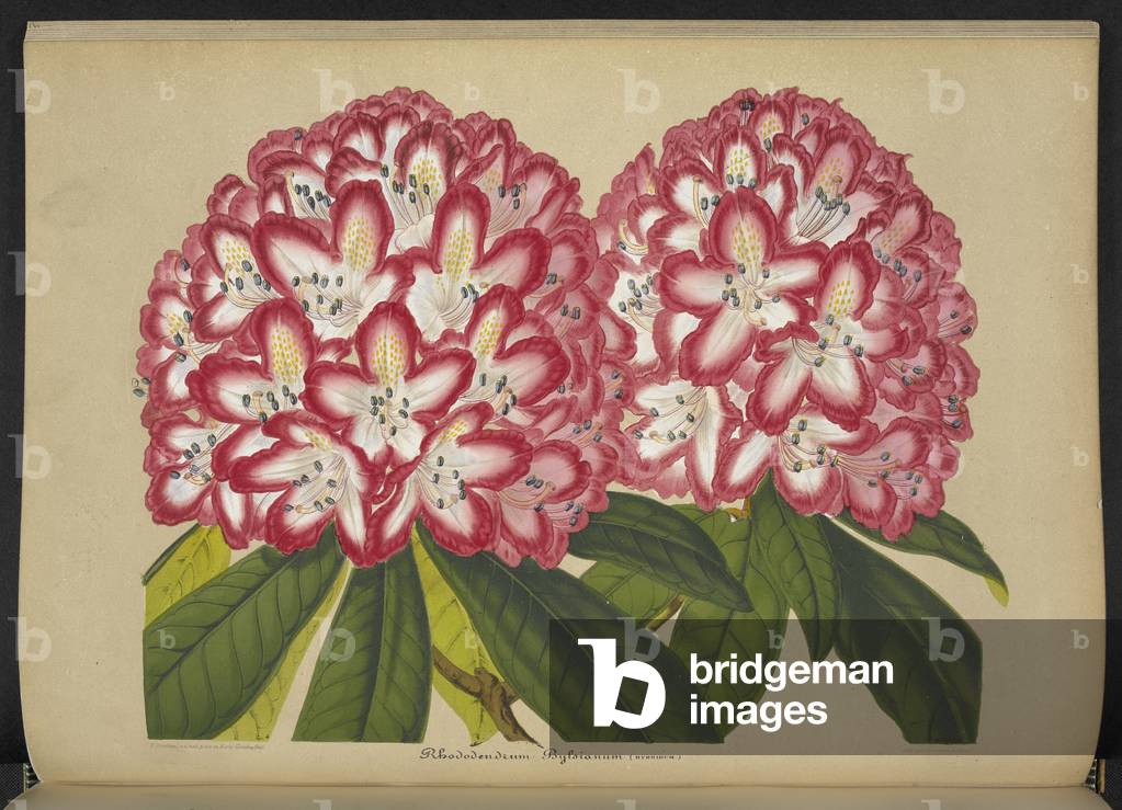 Rhododendron Bylsianum. Rhododendron Bylsianum (Hybridum).