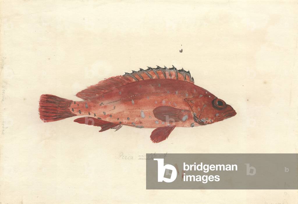 Bild von Zeichnung "Serranus variolosa" 1701 von Georg Forster