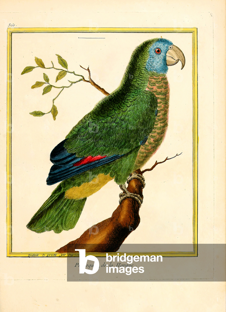 Image de Estampe représentant Perroquet de la Havane (estampe) 1770