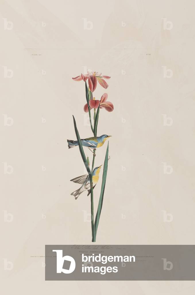 Image de Gravure représentant Illustration de 'Birds of America', 1827-38 par John James Audubon
