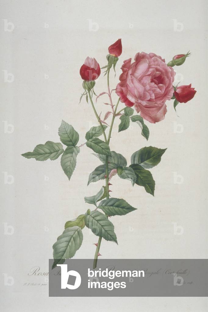 "Rosa indica multipetala" 1817