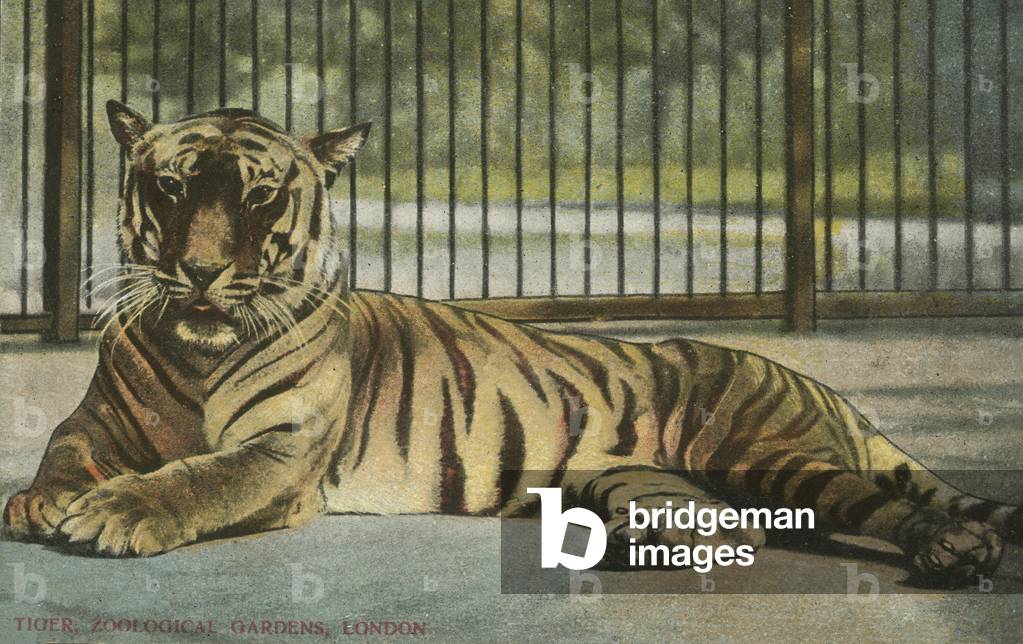Tiger allo zoo di Londra (colore lito)