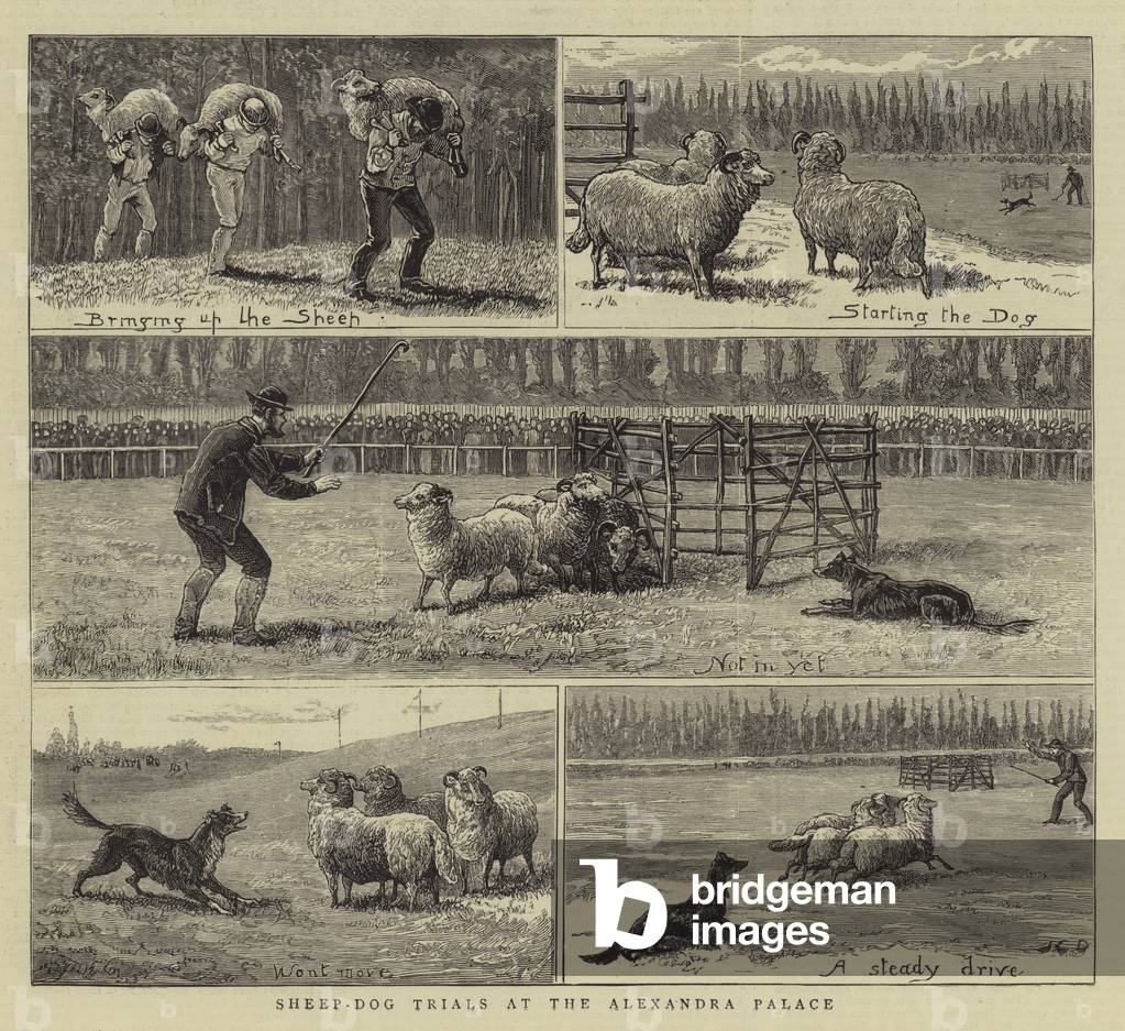 Sheep-Dog Trials at the Alexandra Palace (engraving) by John Charles Dollman, b/w