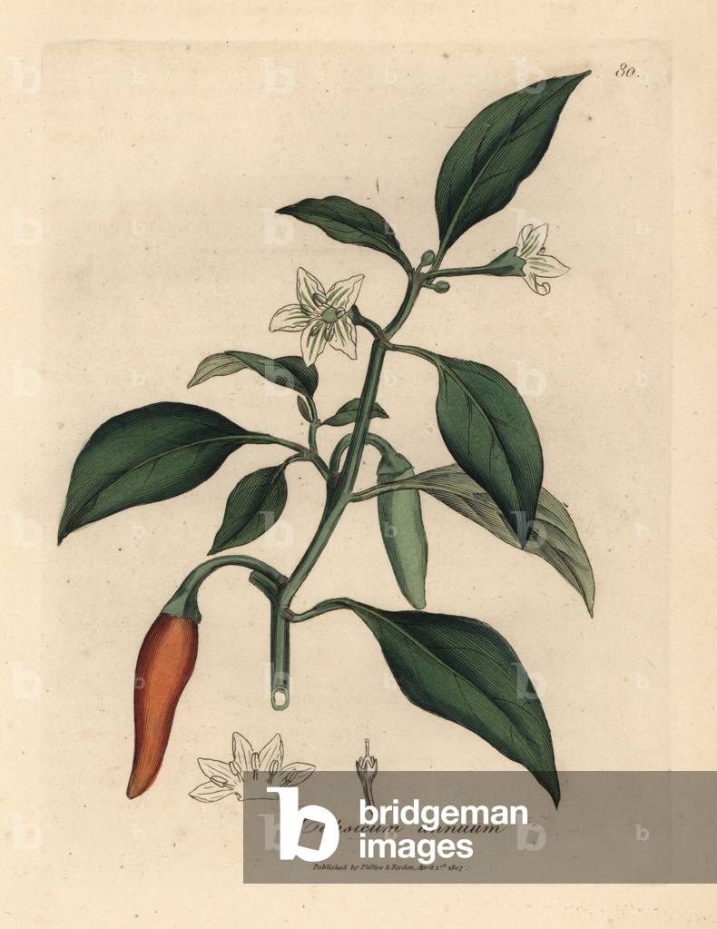 Weiß geblümt, scharlachrot Meerpfeffer, Capsicum annuum, aus einer botanischen Illustration von James Sowerby 