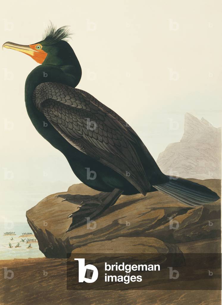 "Phalacrocorax aurito" 1827 di John James Audubon