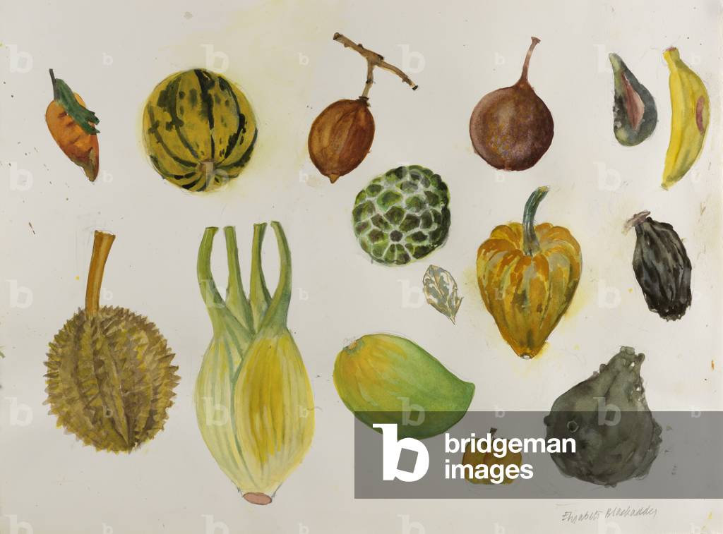 Image of Drawing depicting Fennel and Friends (w/c on paper) by Dame Elizabeth Blackadder