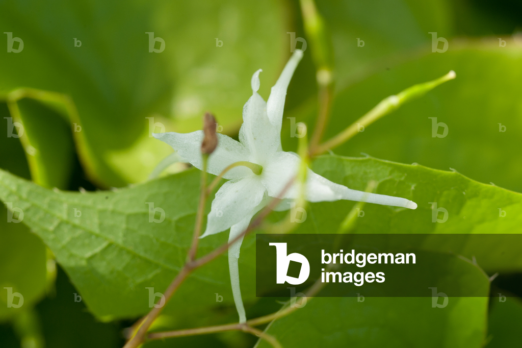 Bild von Fotografie "Epimedium grandiflorum" 2010 von Andrew McRobb