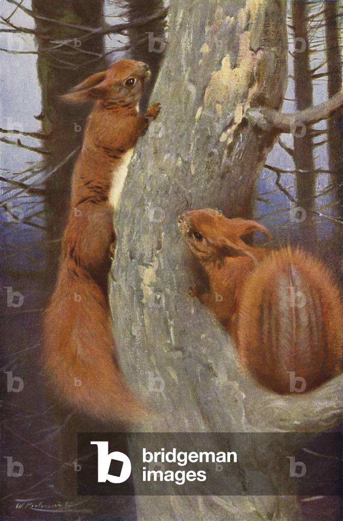"Eichhörnchen (Farbe Litho)" von Wilhelm Kuhnert