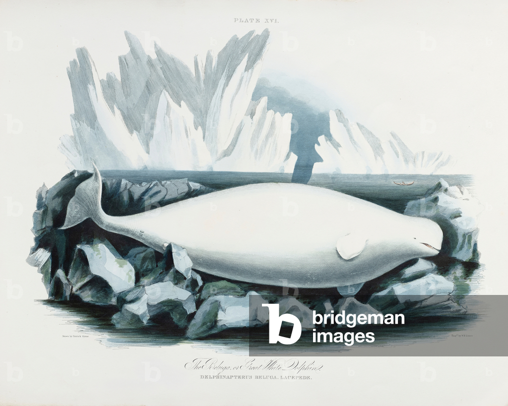 Bild von Gravur "Belugawal" 1831 von Patrick Syme