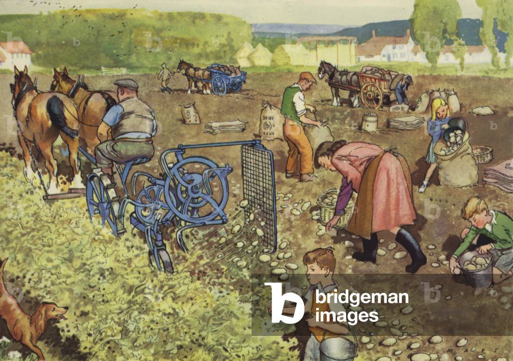 Aufstehen der Kartoffeln (Farbe litho)