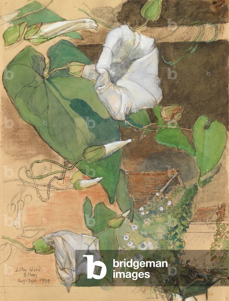 Bild von Zeichnung "Convolvulus für Kew" 1998 von John Stanton Ward