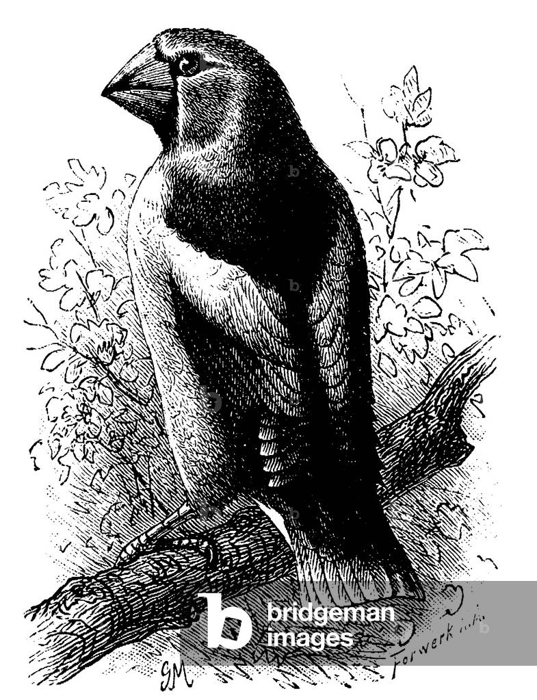 Immagine di Incisione "Falco", b/w