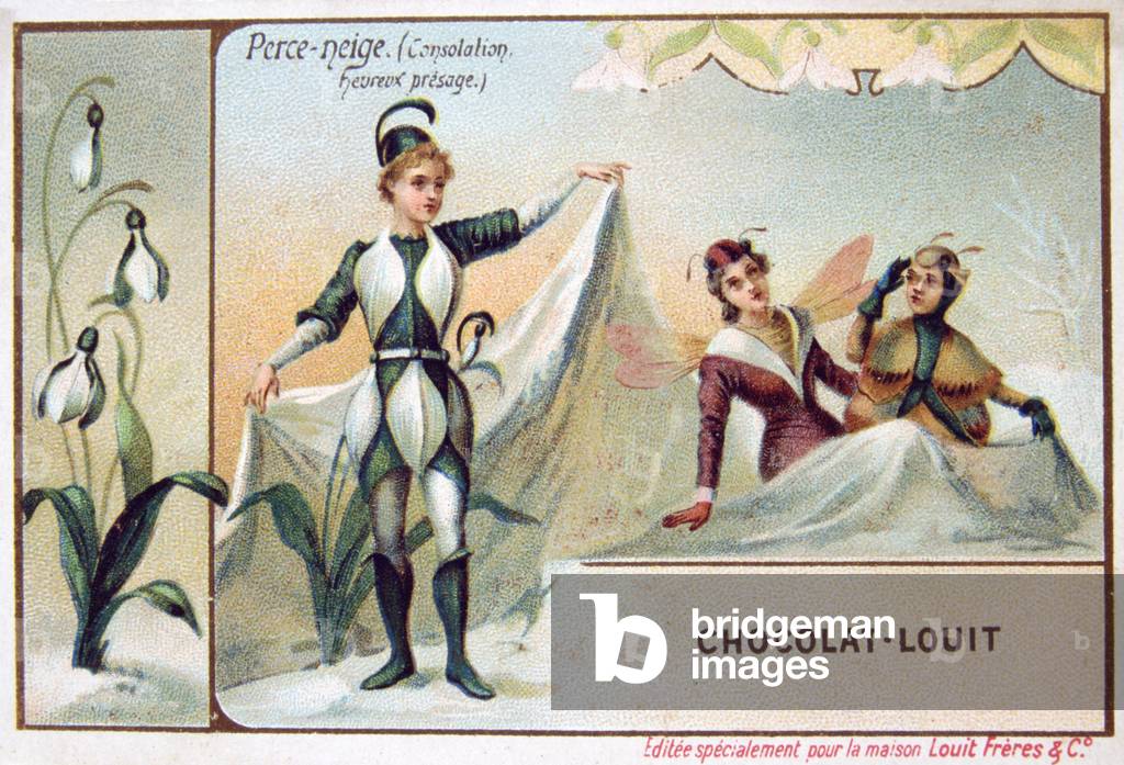 "Die Sprache der Blumen. Der Schneeglöckchen - Galanthus nivalis. Trost Einsamkeit Angenehme Erinnerungen. Tra