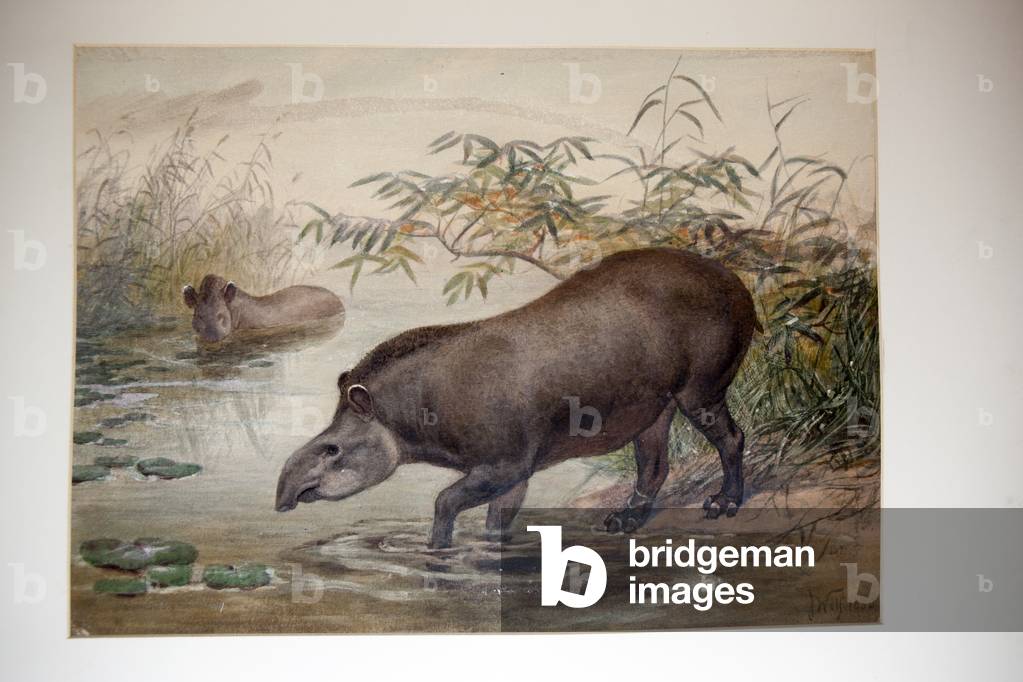 Tapir, 1880 (w/c auf Papier)