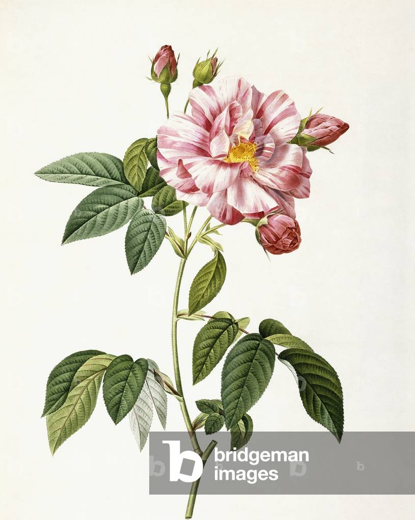 "Rosa Gallica Versicolor (Rosa mundi rosa)", 1817-1824 di Pierre Joseph Redoute