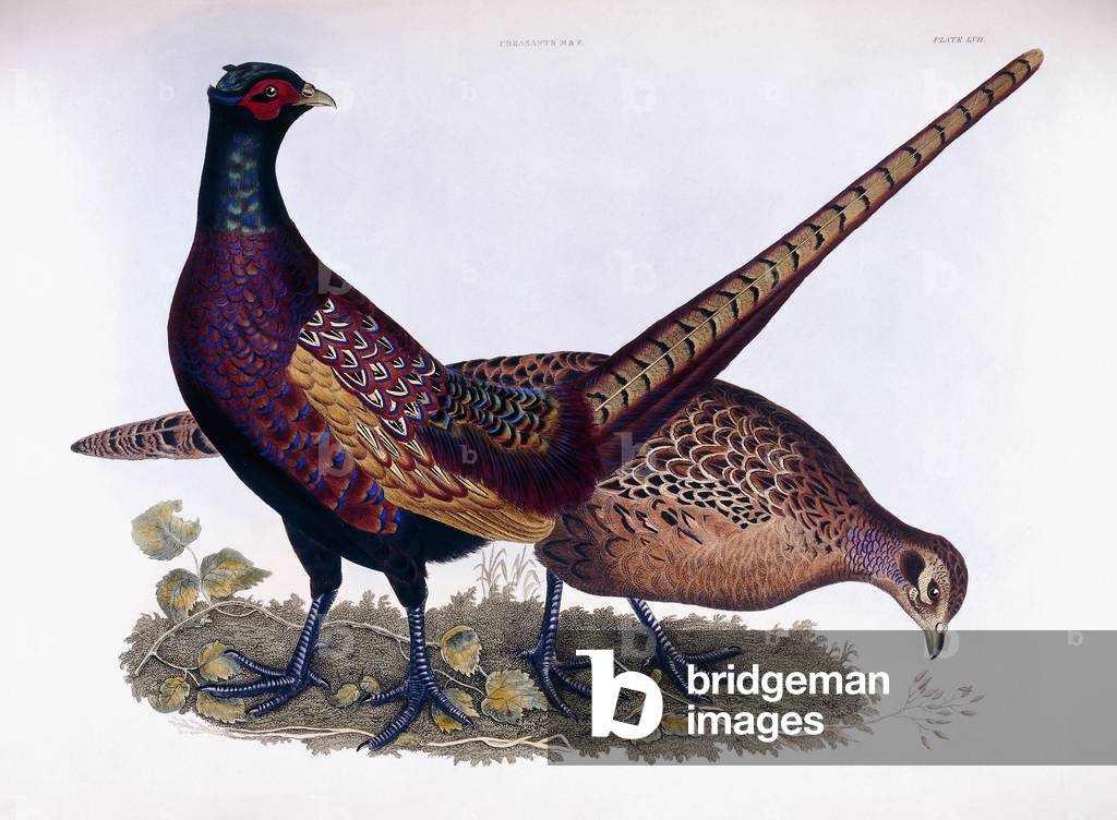 Pheasants (Male & Female), 1834 (hand-coloured engraving)