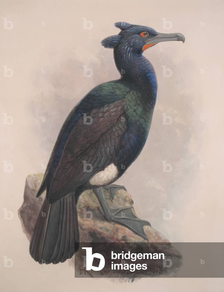 Phalacrocorax perspicillatus