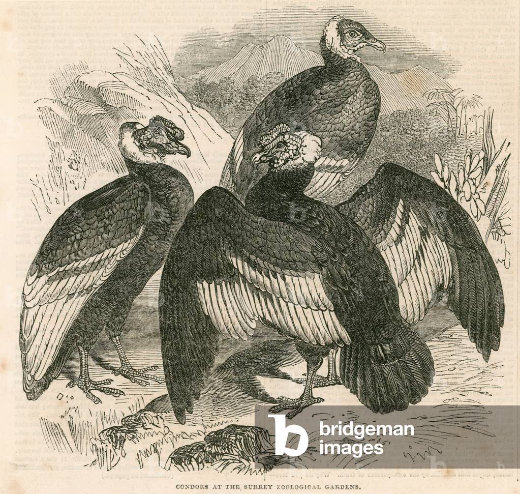 Condors at the Surrey Zoological Gardens, London (Gravur)