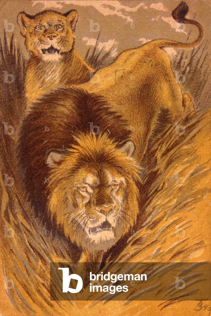 Lion, 1940 (litho)