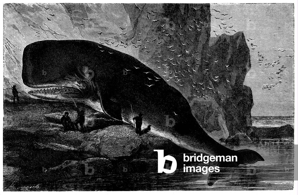 Image of Engraving depicting Sperm whale, b/w