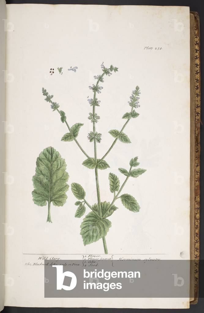 Bild von Gravur "Teller 258" 1737 von Elizabeth Blackwell